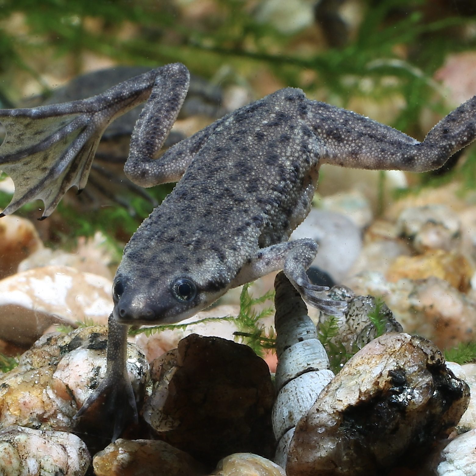 CB African Dwarf Frogs