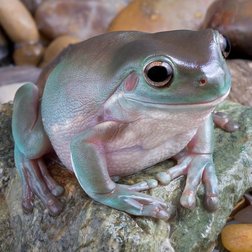 CB 3-5cm Whites Treefrog