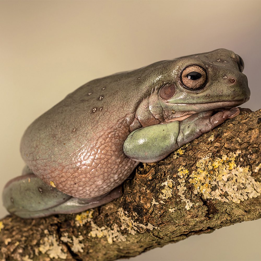 CB 1-3cm Whites Treefrog