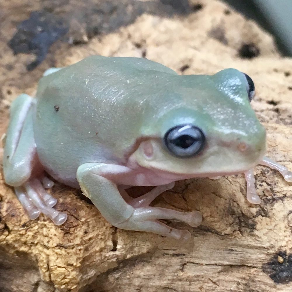 CB Blue-Eyed Whites Tree Frog