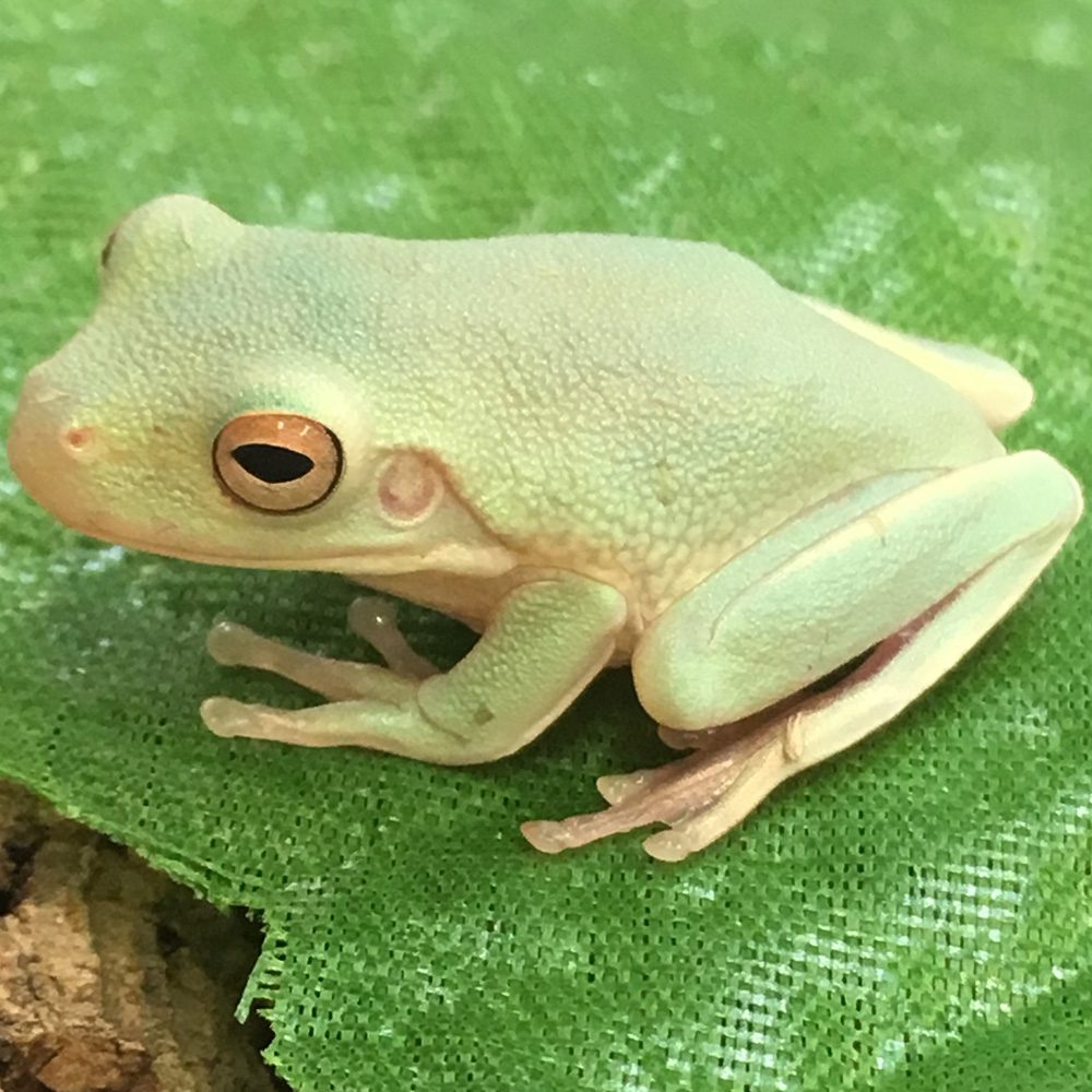 CB White Lipped Tree Frog