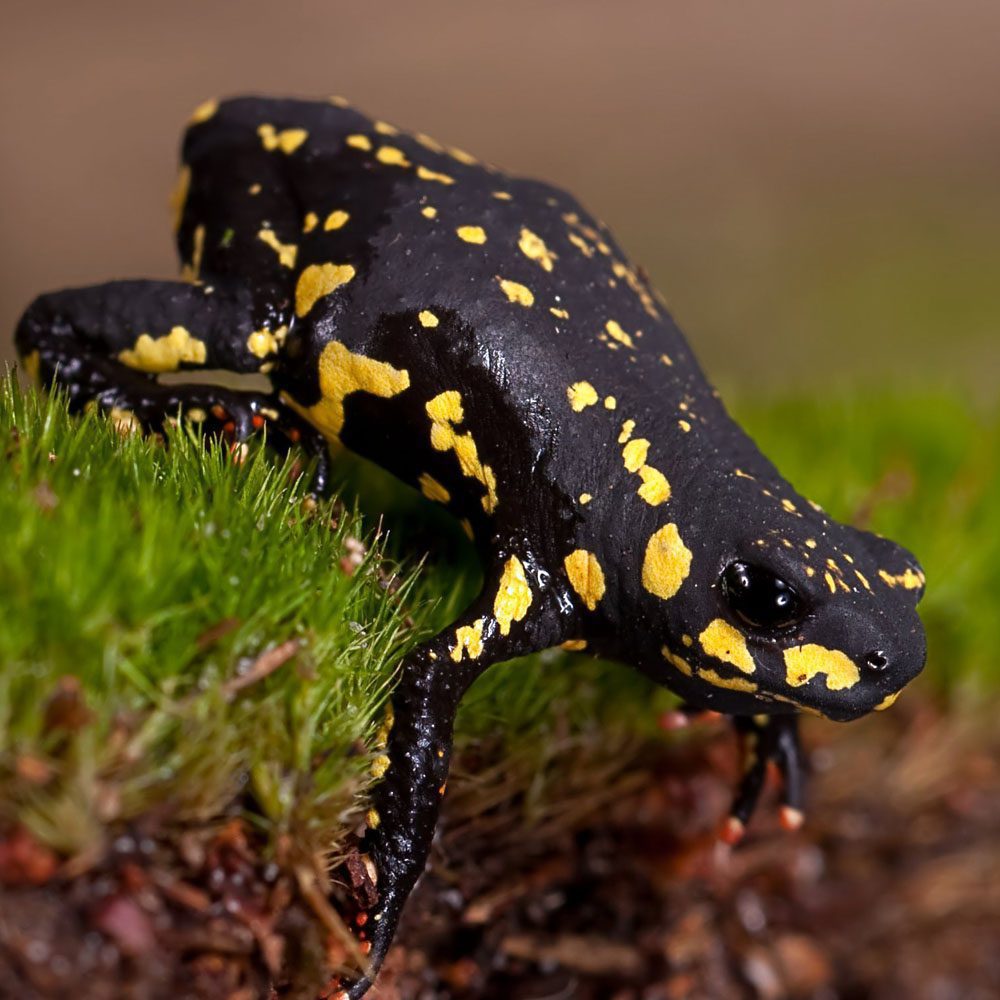 CB Bumble Bee Toad