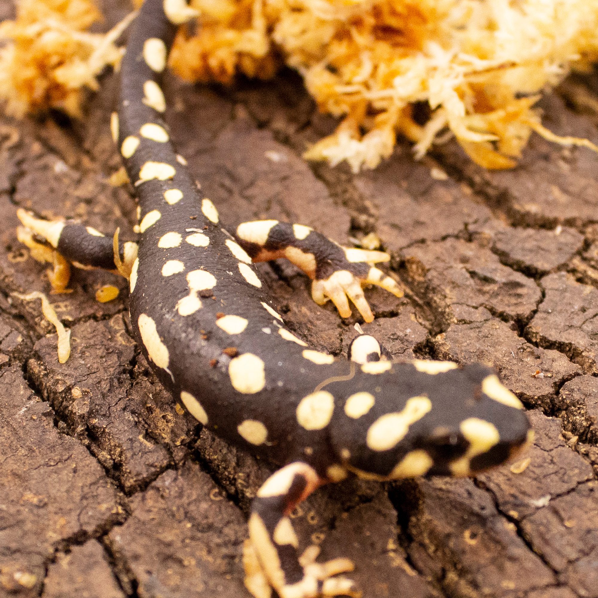 CB Yellow Spotted Newt