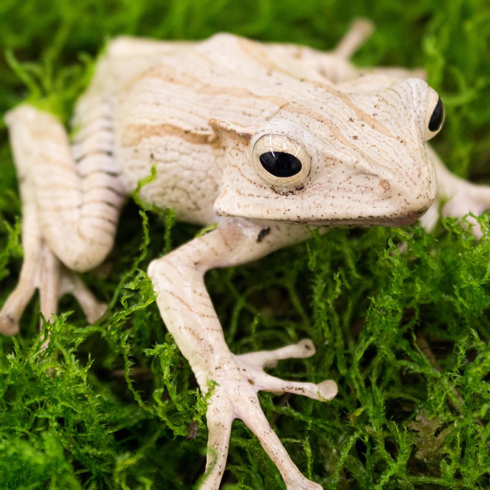 CB File Eared Frog