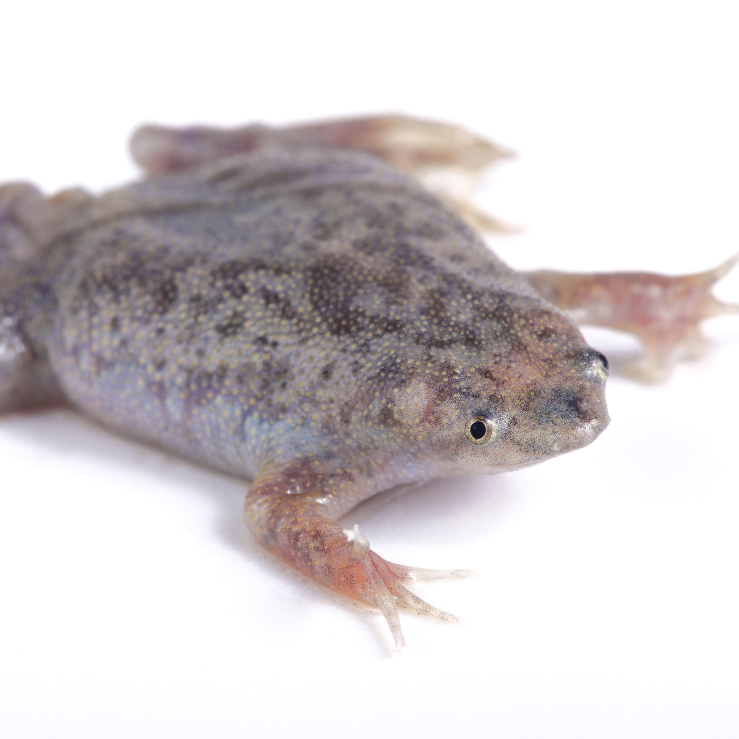 CB Dwarf Surinam Toad