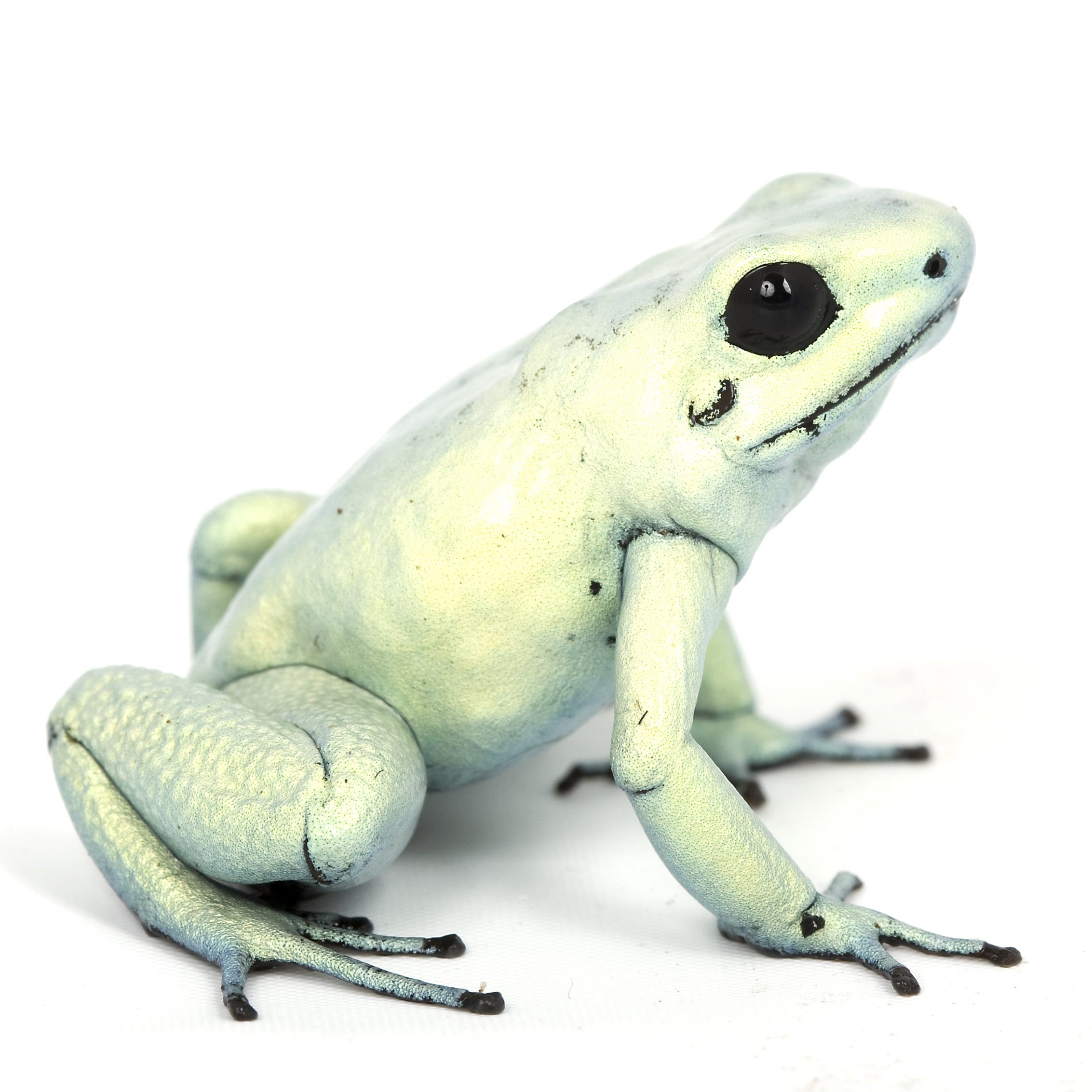 CB Mint Terribilis Poison Arrow Frog