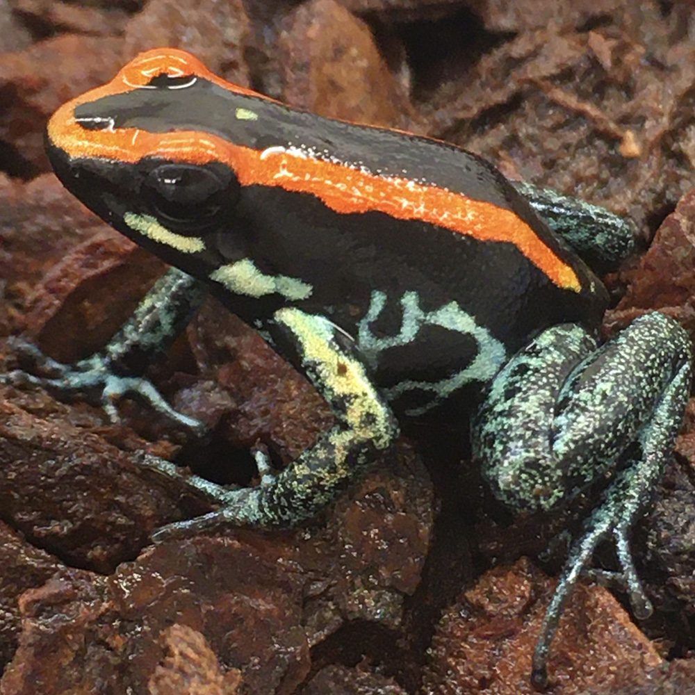 CB Golfodulcean Poison Arrow Frog