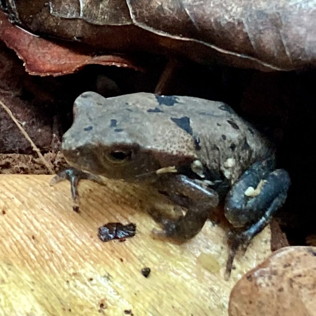 CB Suriname smooth-sided Toad | Peregrine