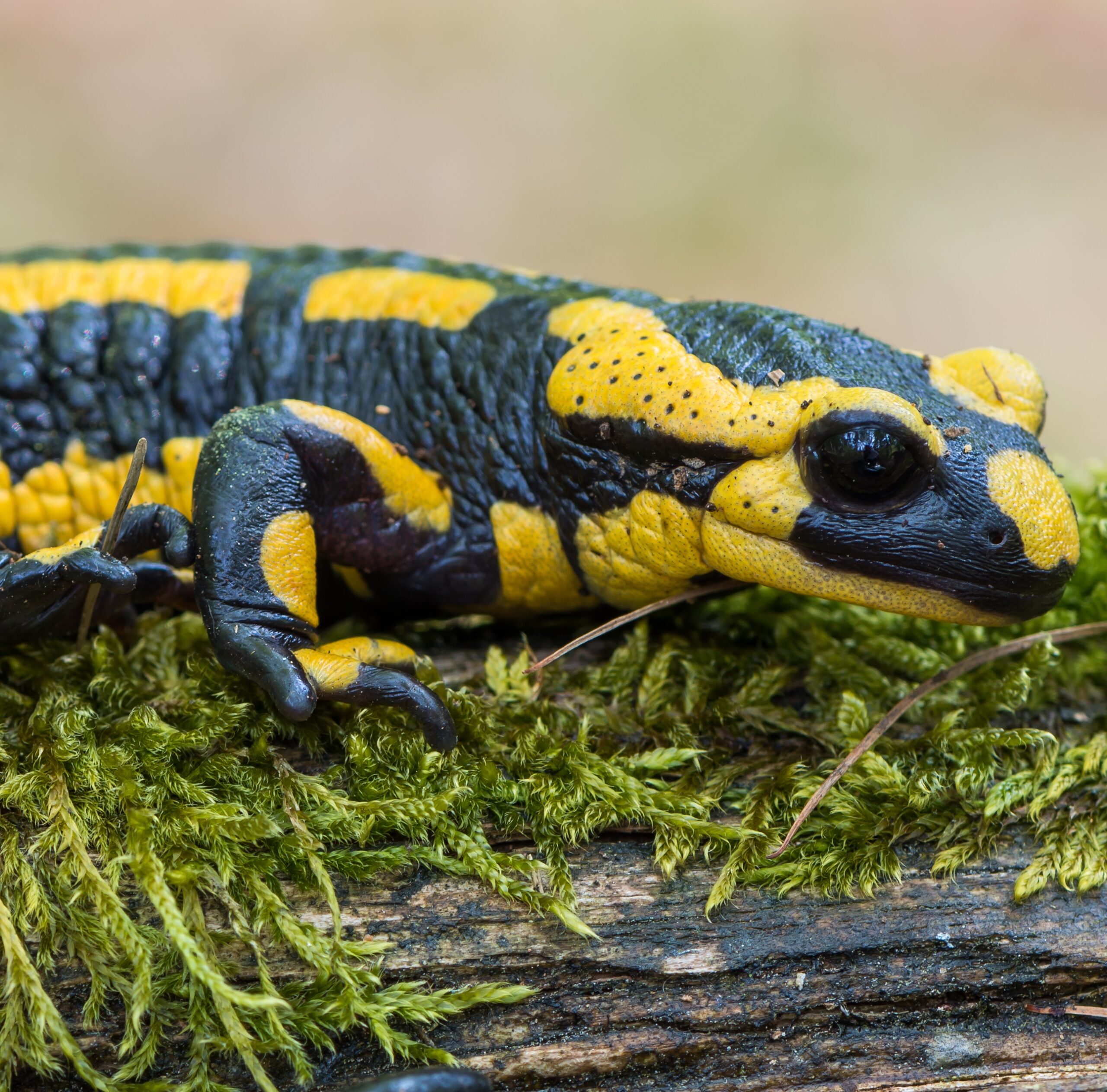 CB Fire Salamander