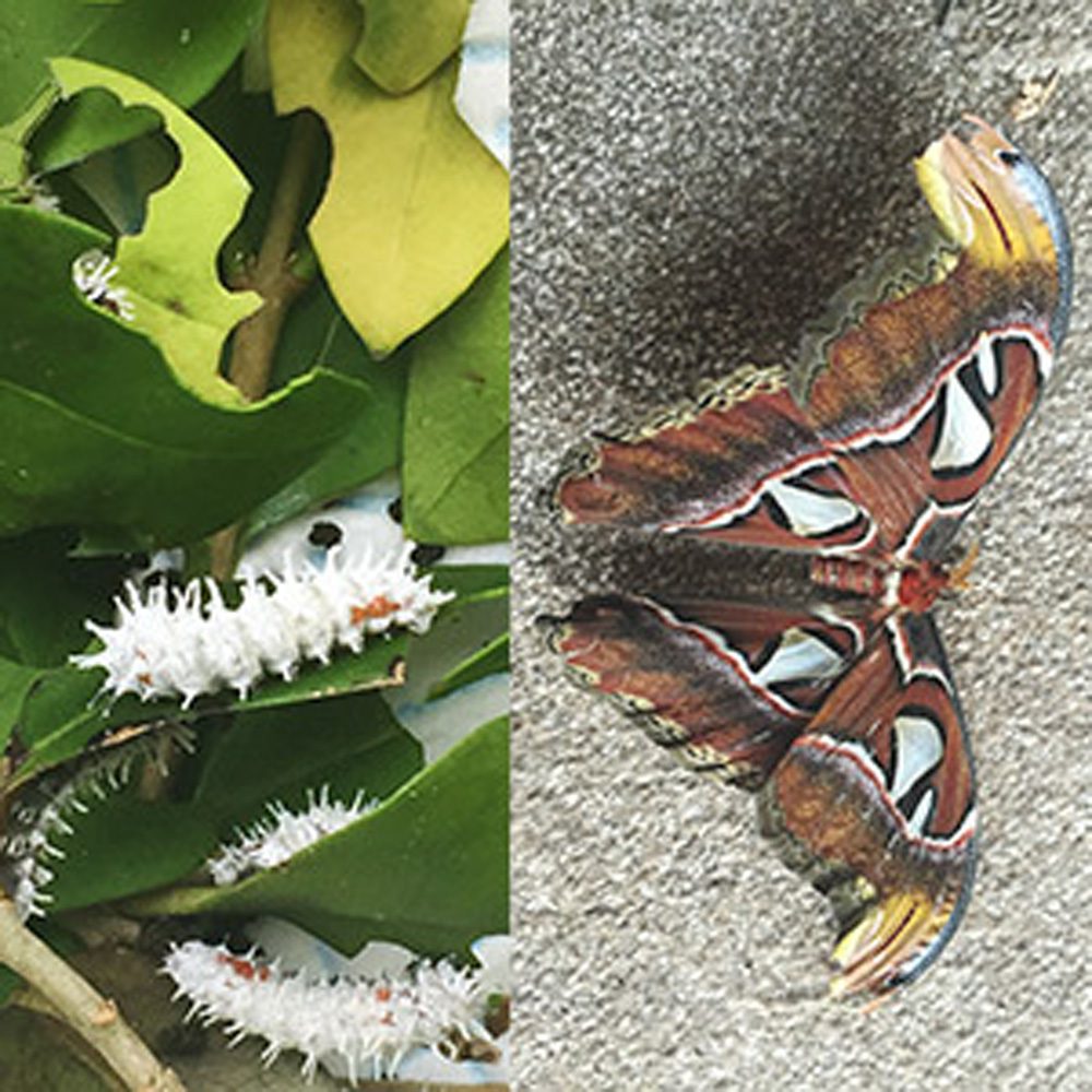 *CB Giant Atlas Moth Caterpillar