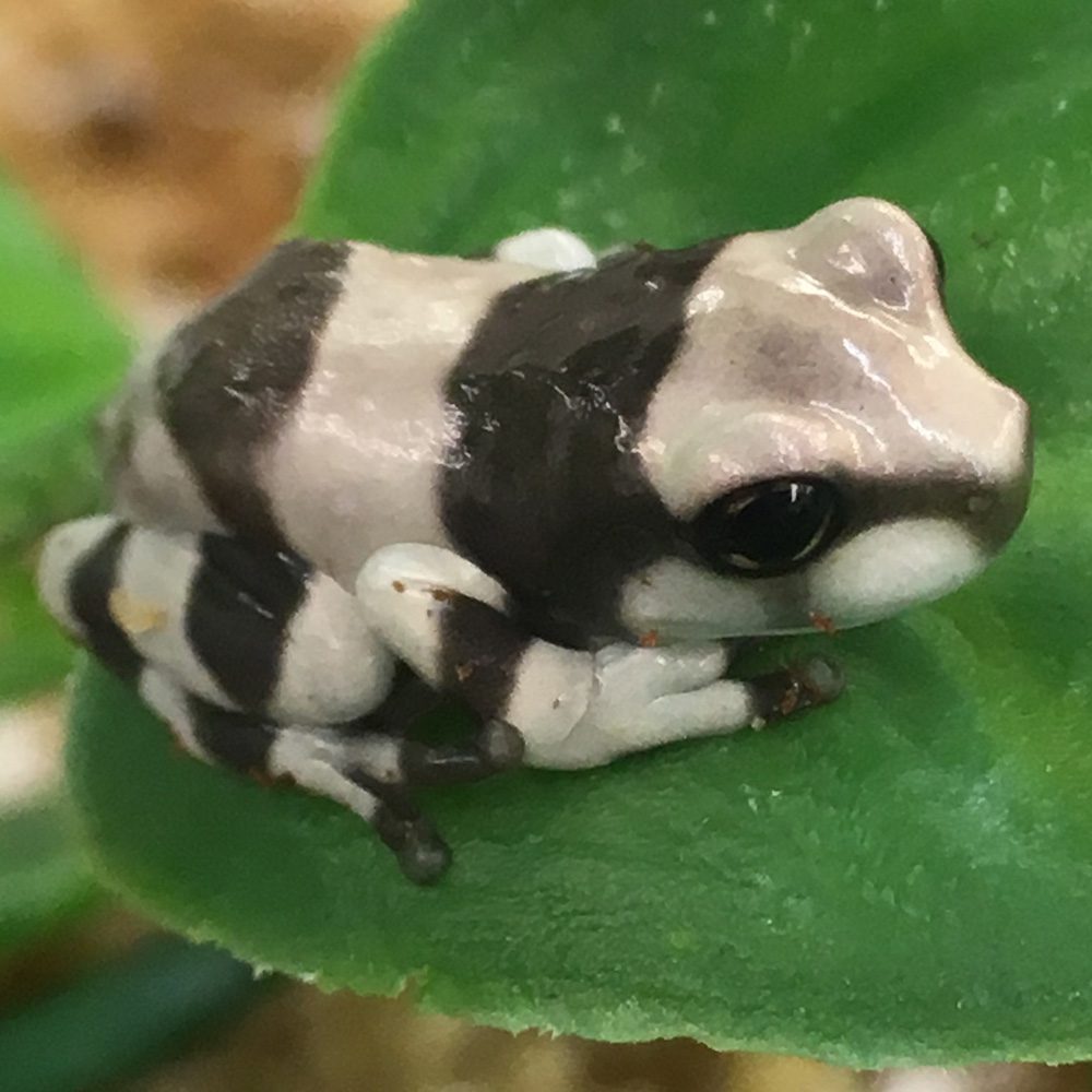 CB Amazon Milk Frog