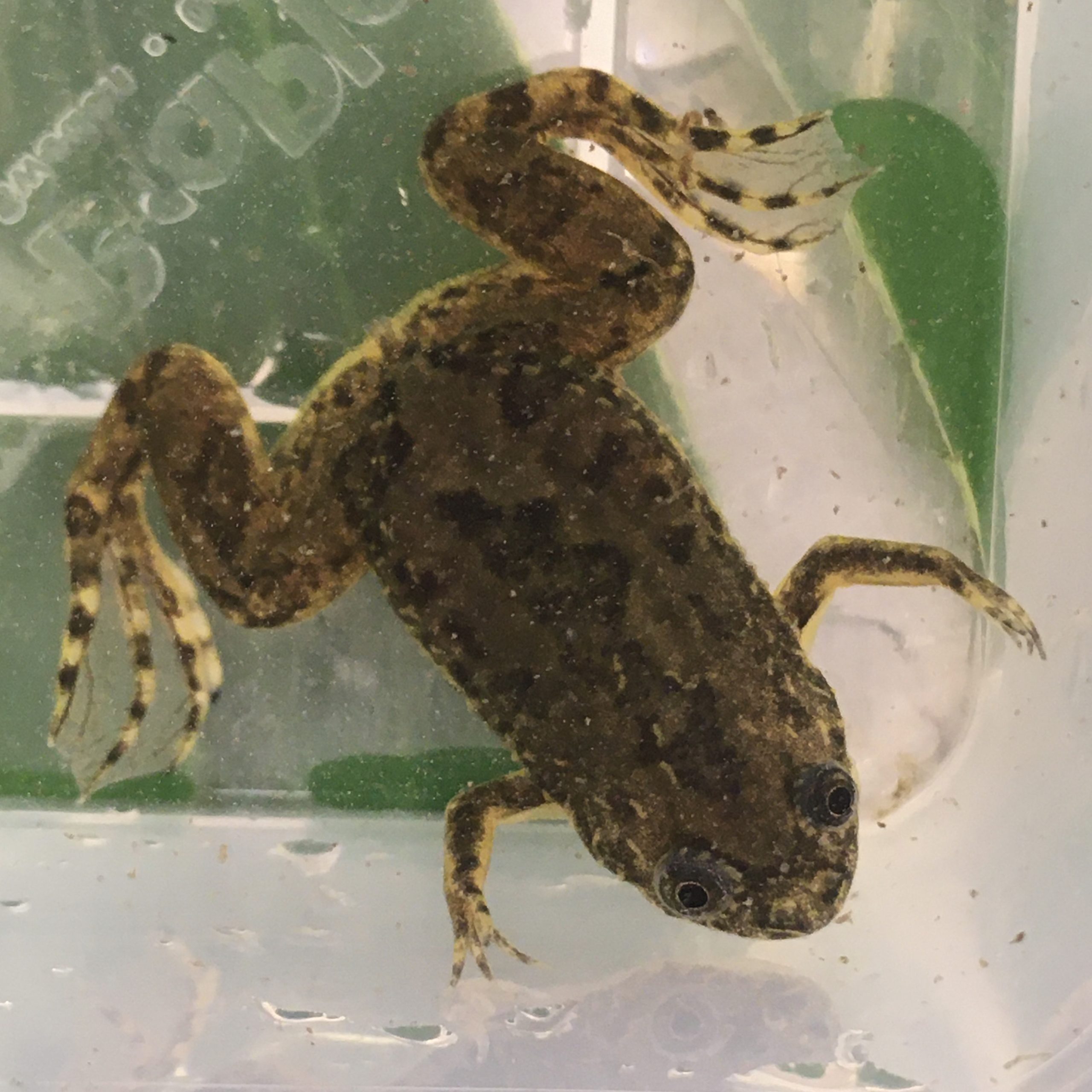 CB African Clawed Frog