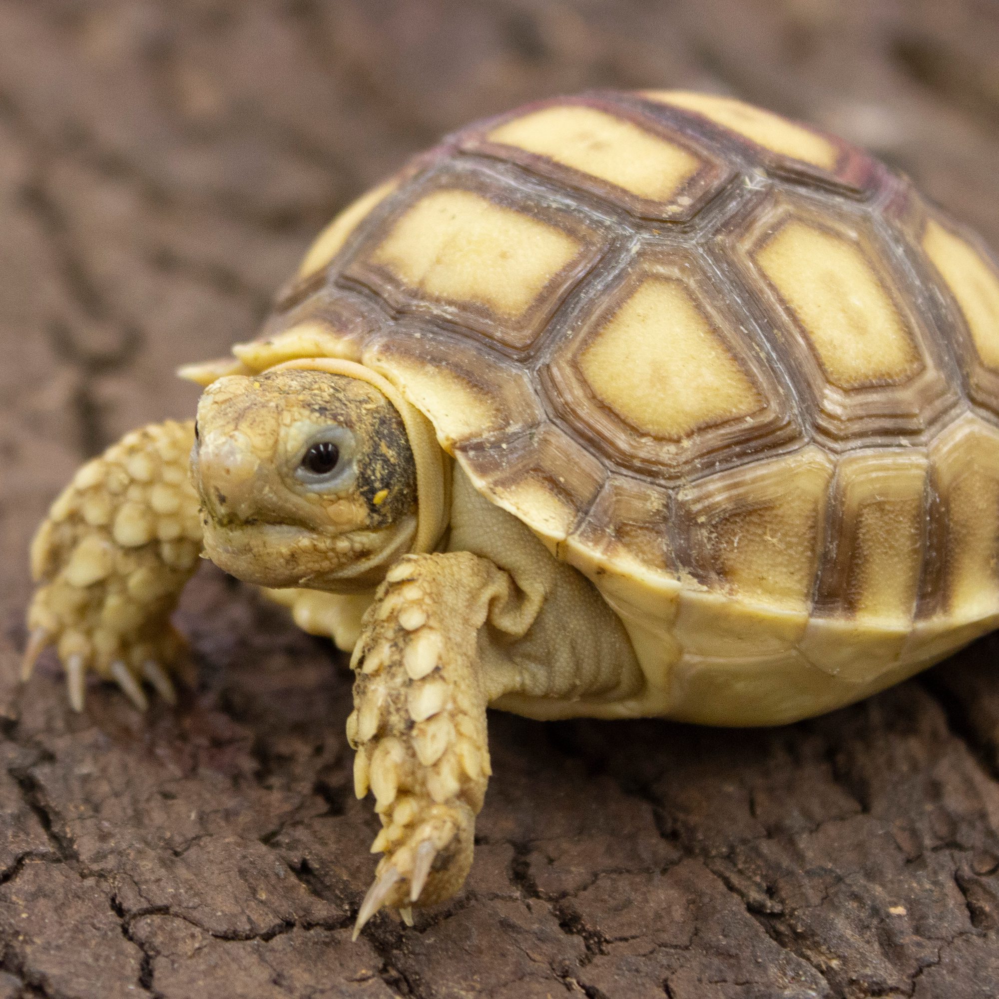 CB22 African Spurred Tortoise (Sulcata)