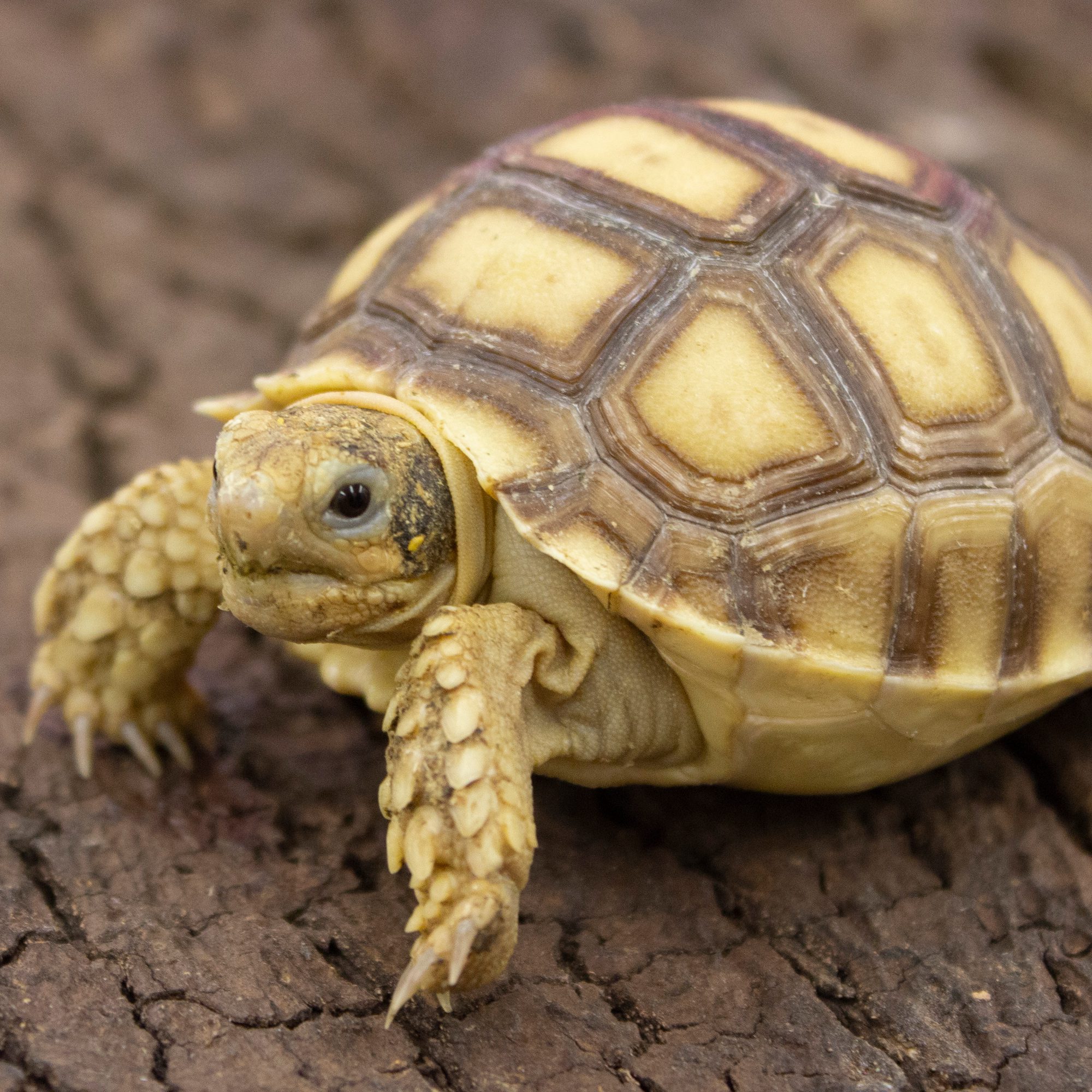 CB22 African Spurred Tortoise (Sulcata) | Peregrine