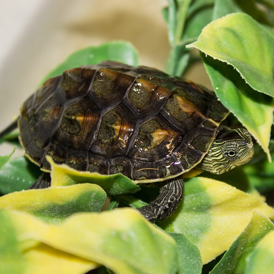 CF Chinese Stripe Necked Turtle *B-Grade*