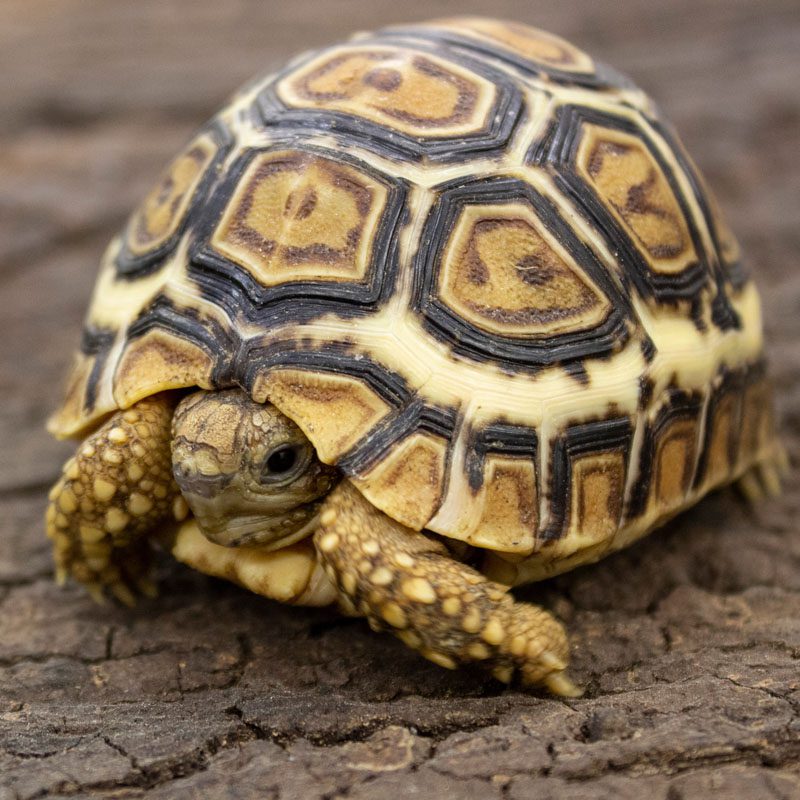 CB22 Horsfields Tortoise | Peregrine