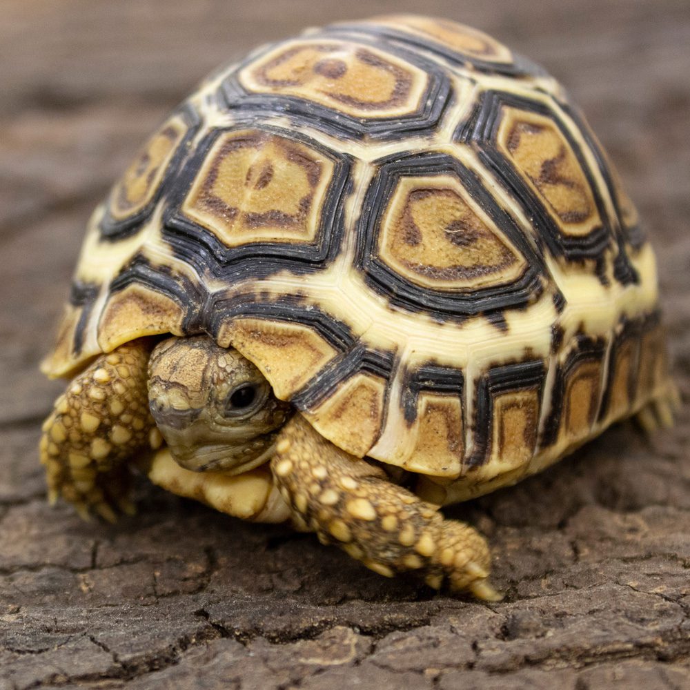 CB22 Leopard Tortoise