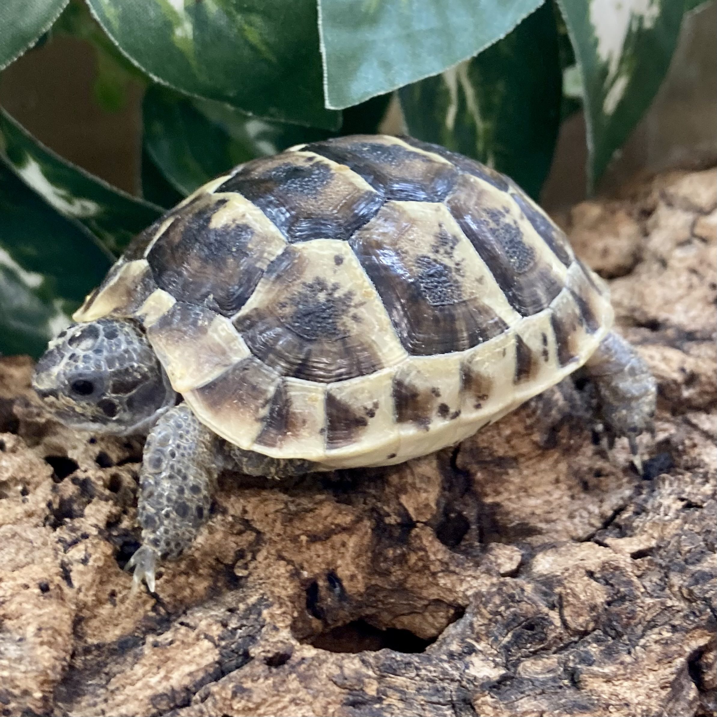 CB23 Spur Thighed Tortoise (microchipped)