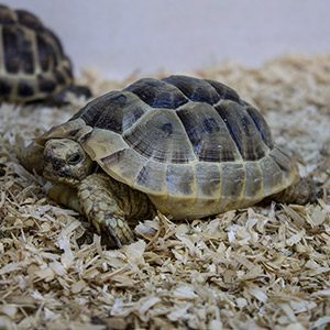 CB22 Horsfields Tortoise – Peregine