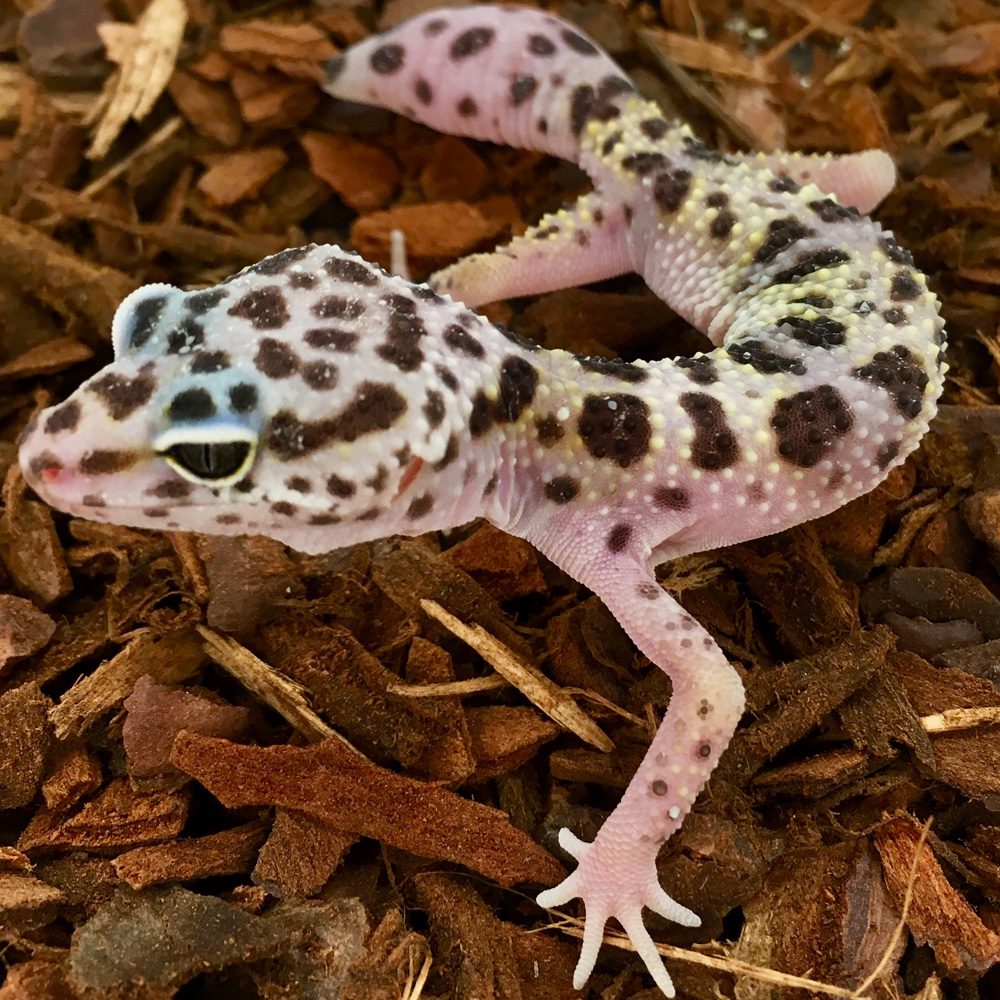 CB ADULT MONTANUS Leopard Gecko