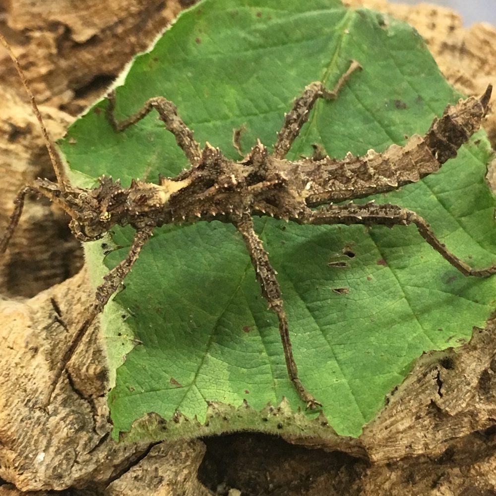 CB Thorny Stick Insect