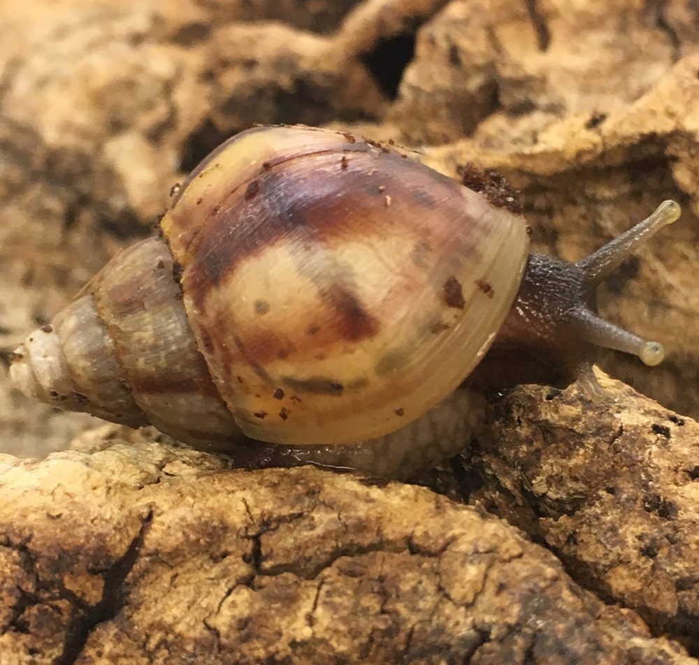 CB 9-11cm African Land Snail