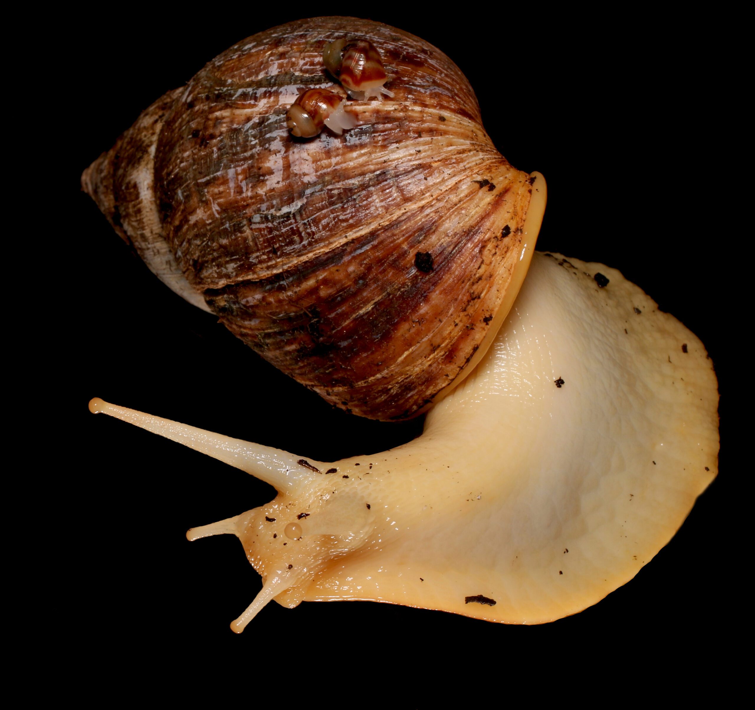 CB ALBINO African Land Snail