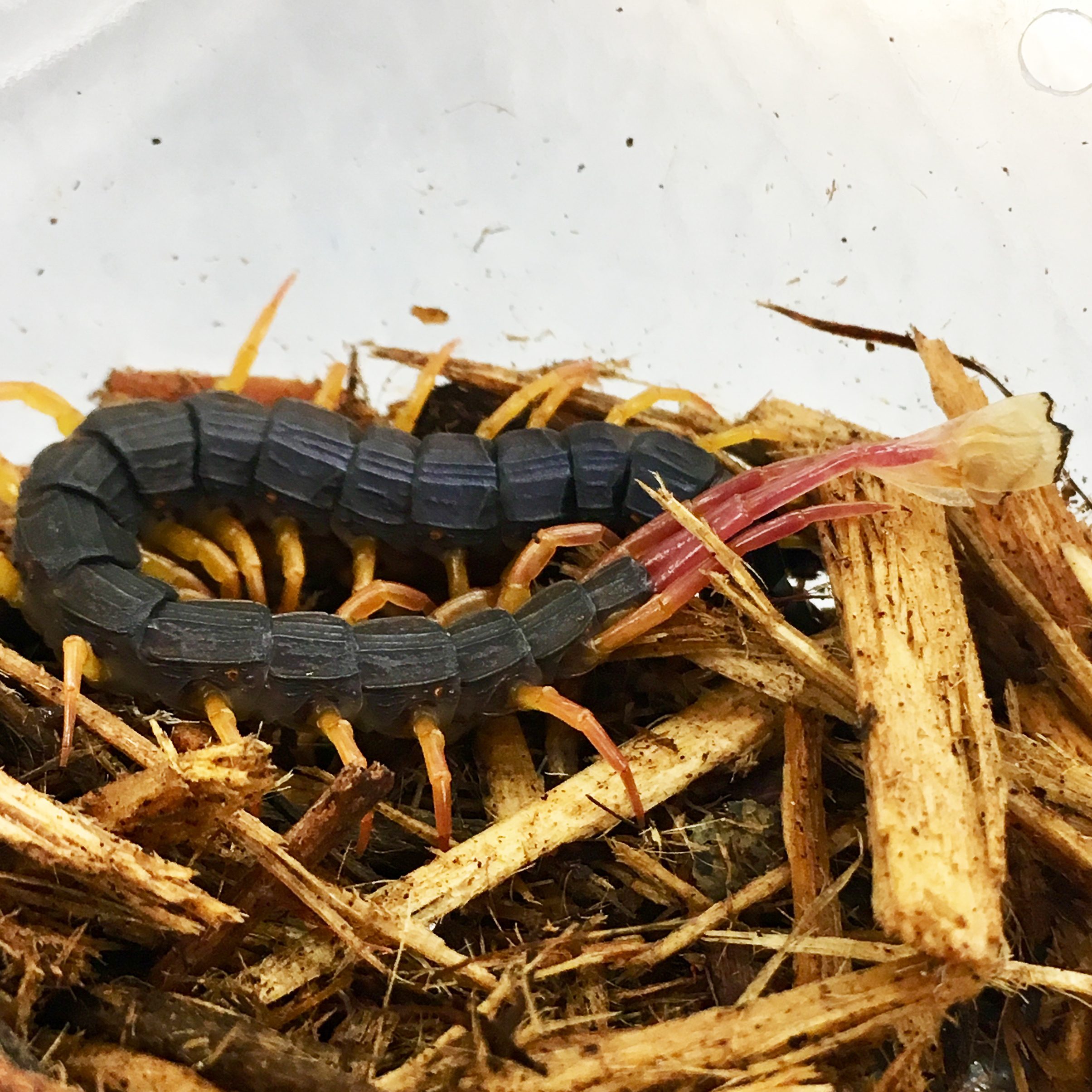 WC Flag Tailed Centipede