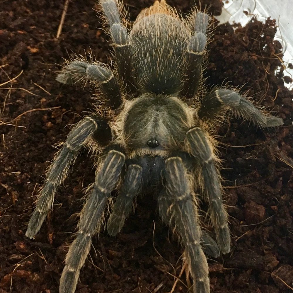 WC  Costa Rican Zebra Tarantula