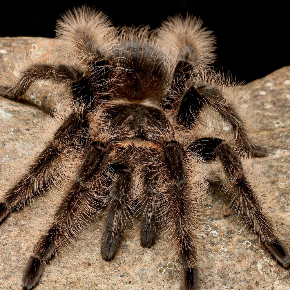 WC Curly Hair Tarantula