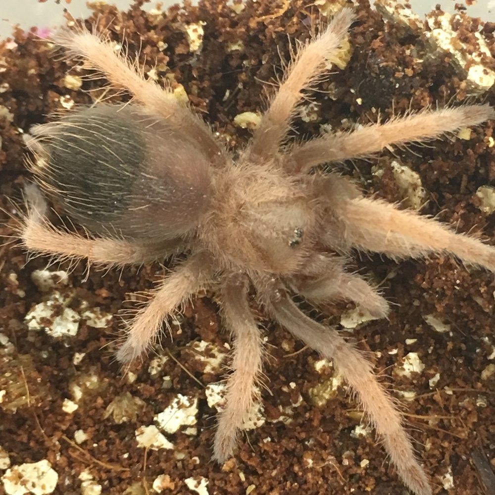 CB Mexican Golden Red Rump Tarantula