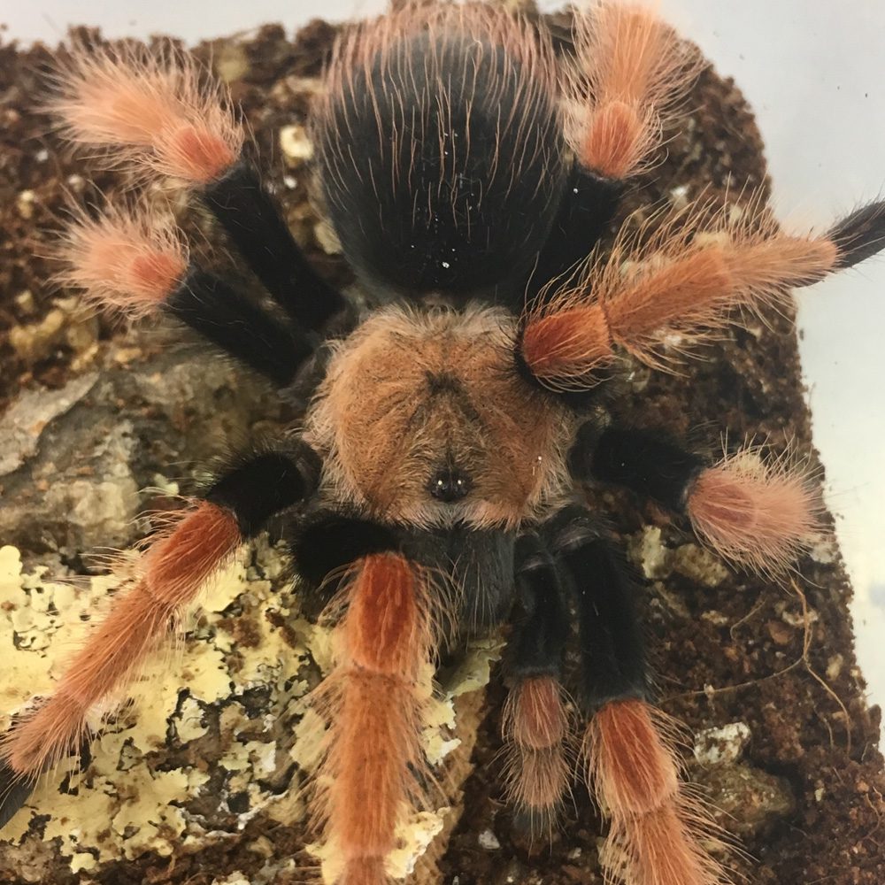 CB 5cm Mexican Fire Leg Tarantula