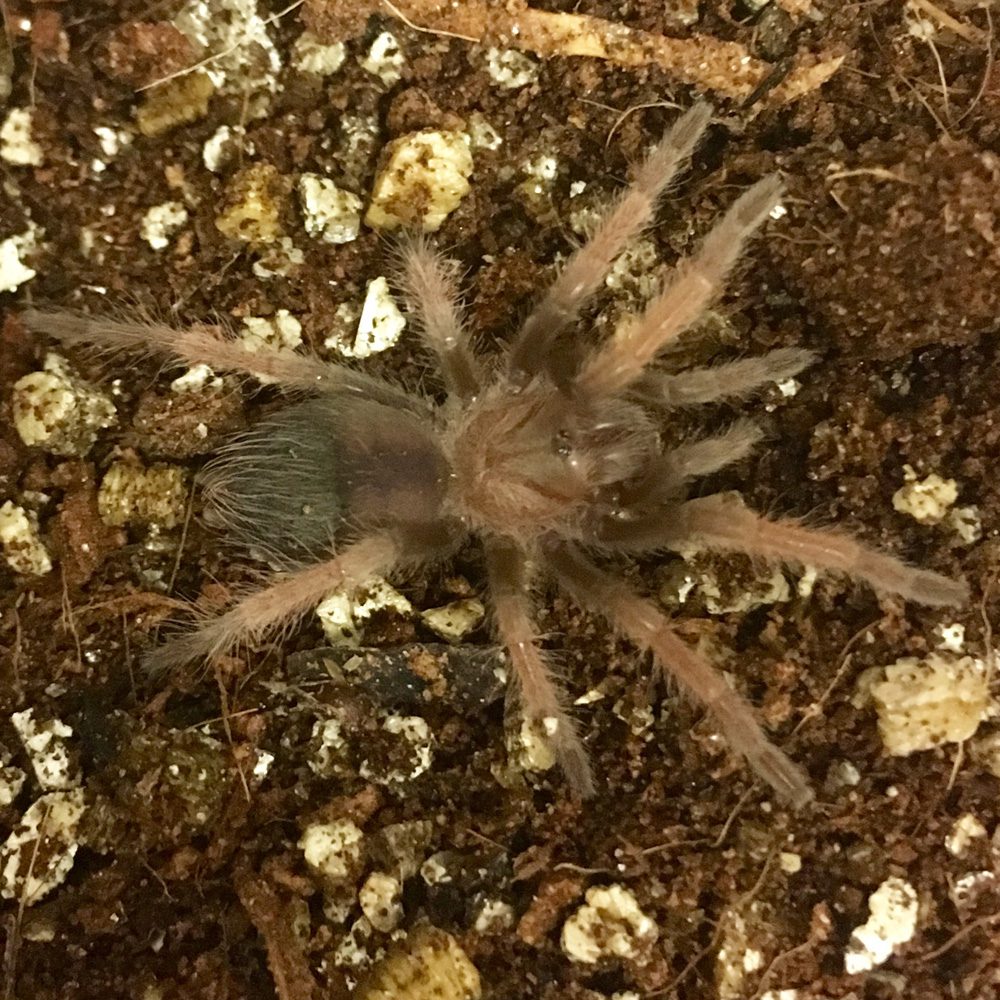 CB 2-3 Mexican Red Leg Tarantula