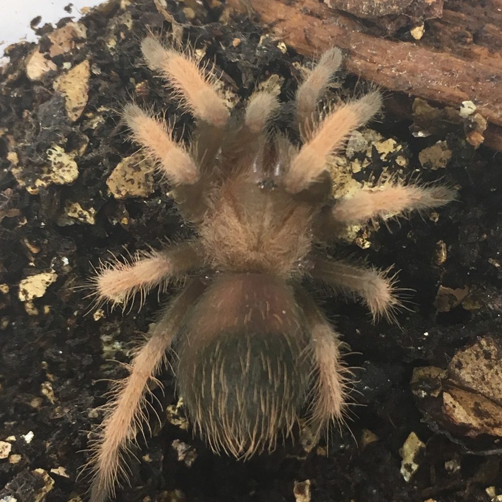 CB 2-3cm Red Leg Tarantula