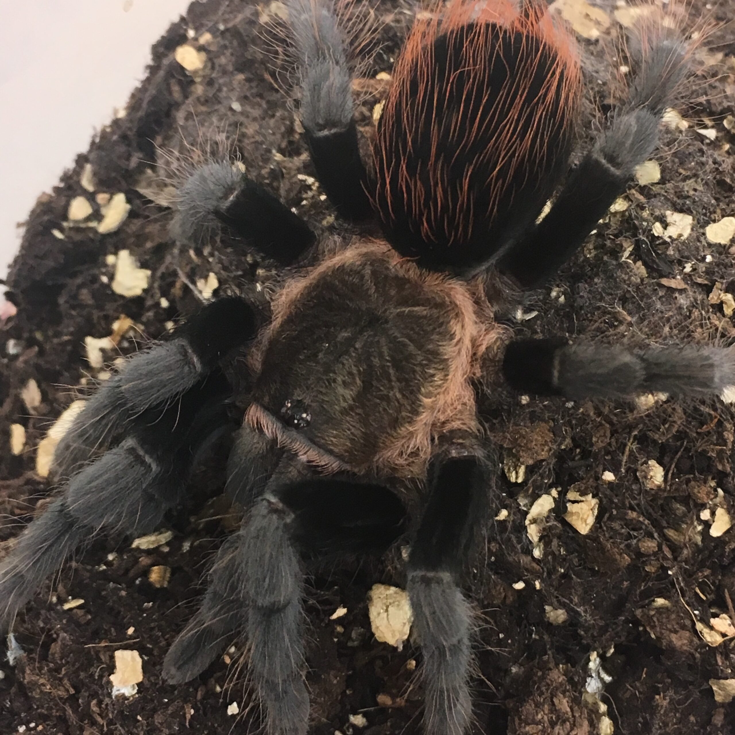 CB Spiderling Veracruz Red Rump Tarantula