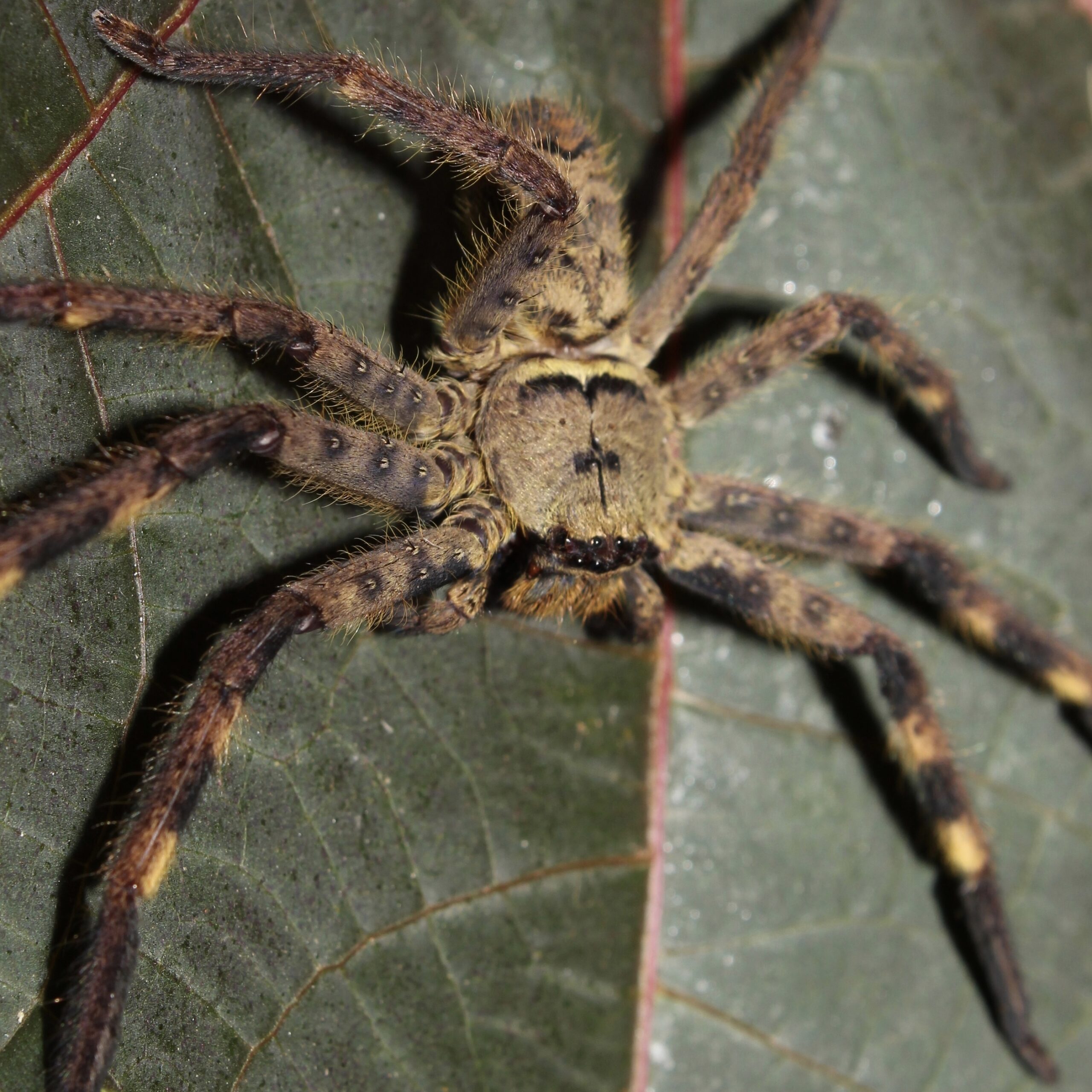 CB Cameroon Crab Spider