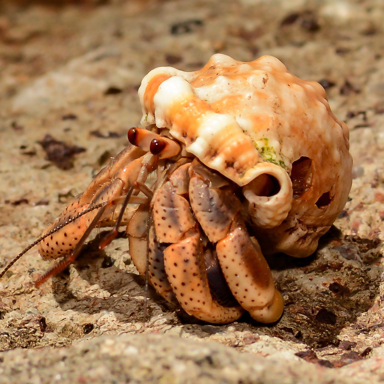 WC Hermit Crab