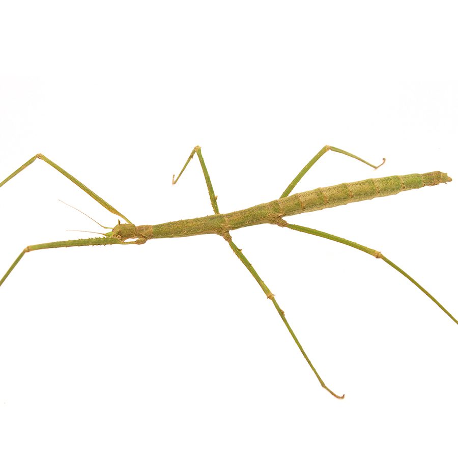 CB Indian Stick Insect