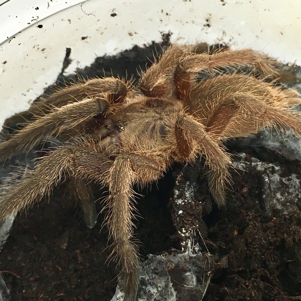 CB Dark Earth Tiger Tarantula