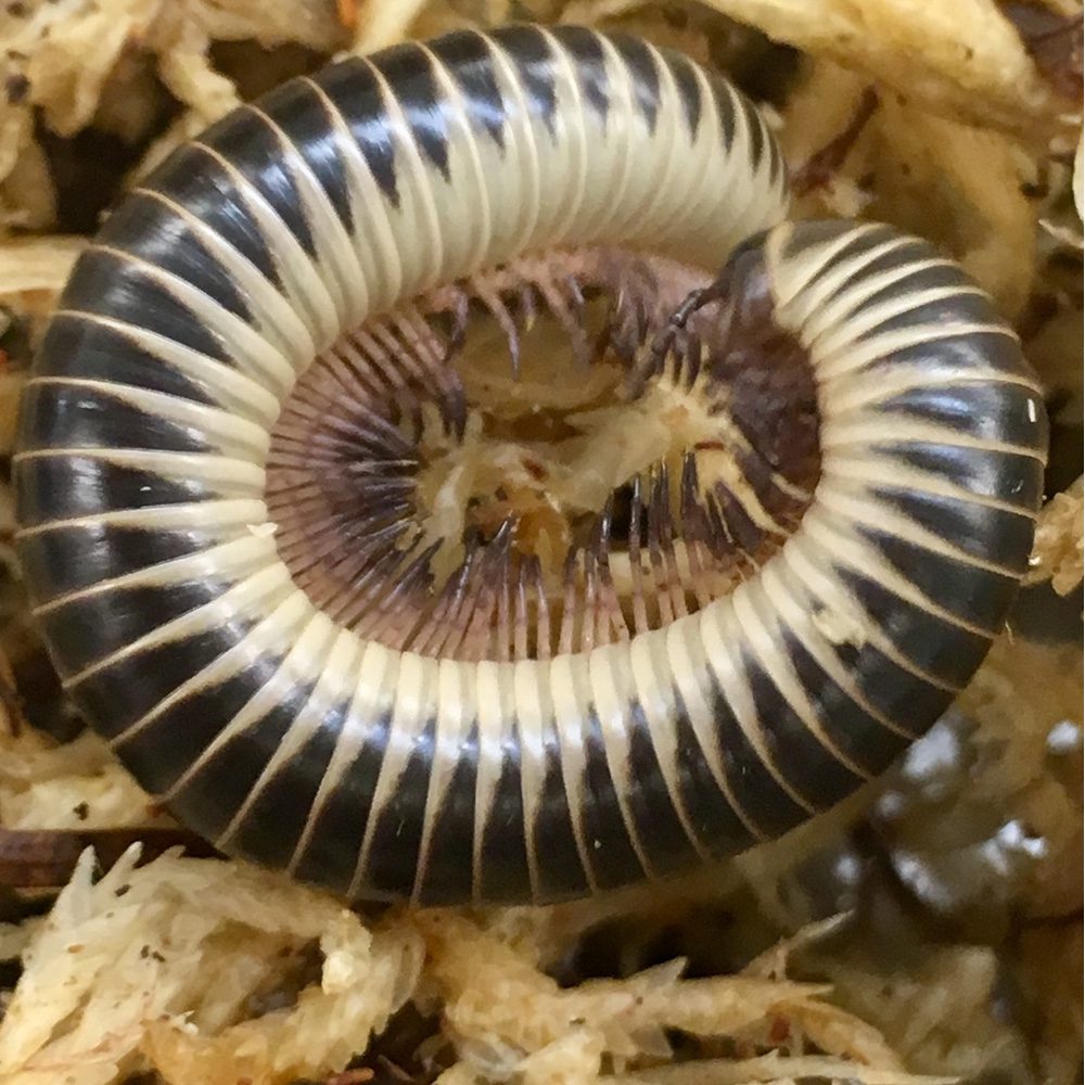 CB Zebra Millipede