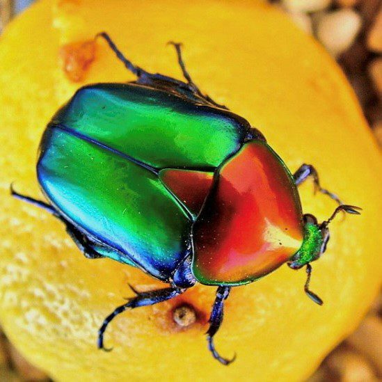 CB LARVAE Turkish Jewel Beetle