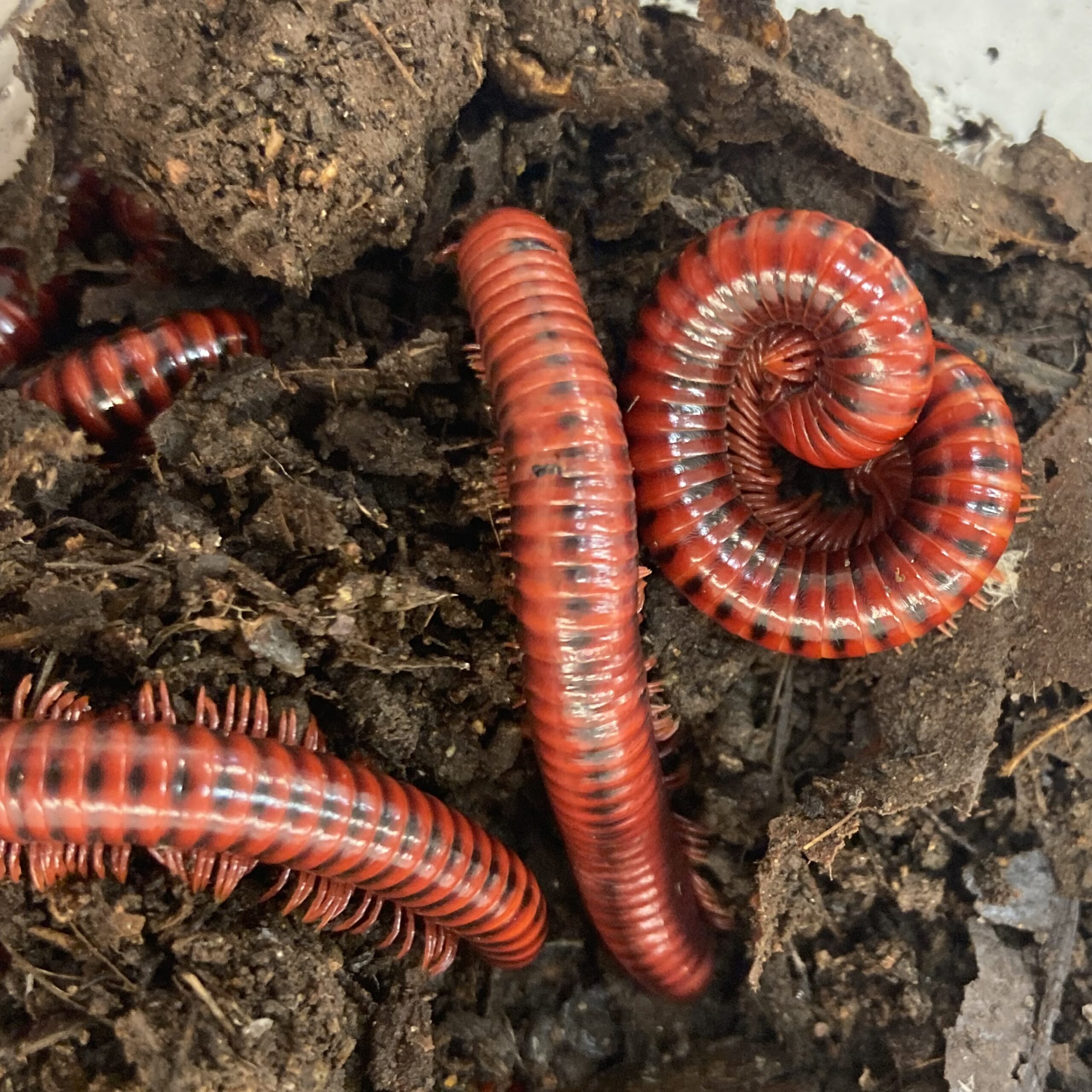 WC Spotted Fire Millipede