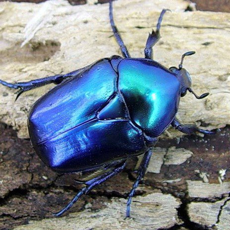 CB LARVAE Sapphire Beetle