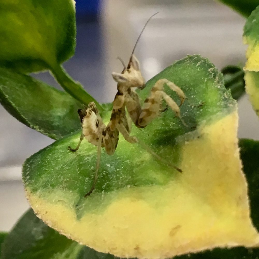 CB Indian Flower Mantis (CU)