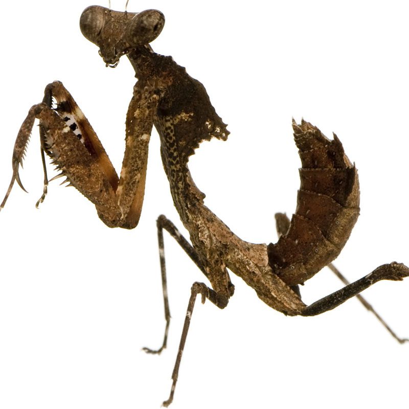 CB Dead Leaf Mantis (DD)