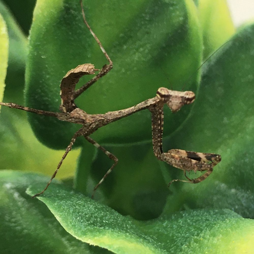 CB Asian Dead Leaf Mantis (DL)