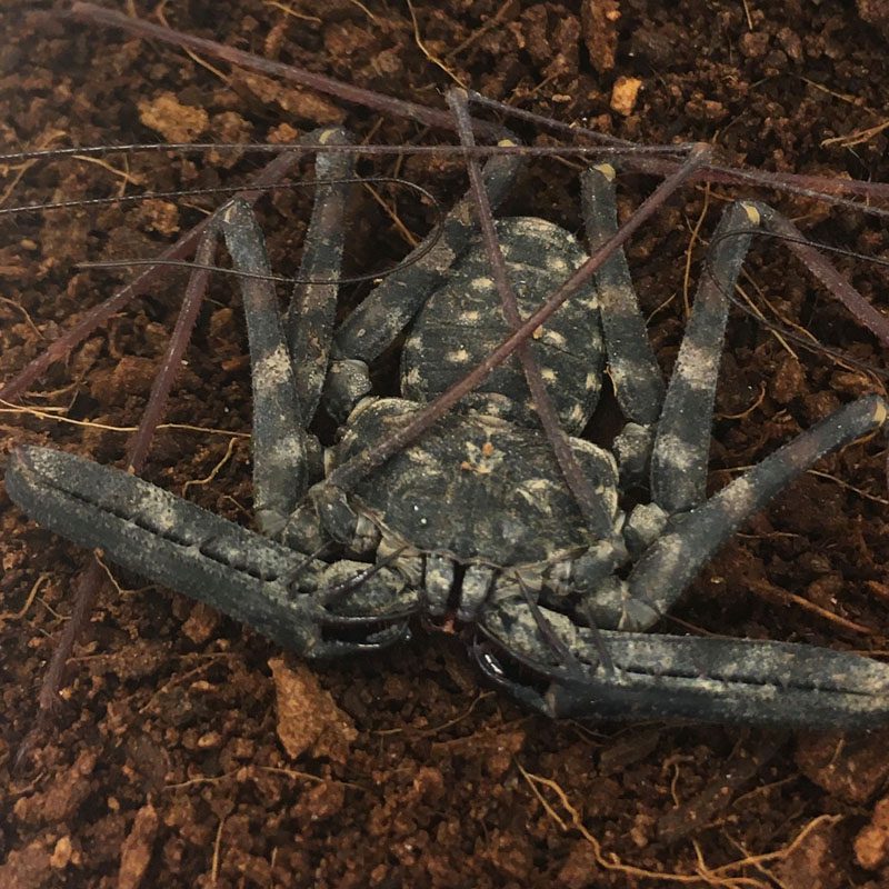 WC Tailless Whip Scorpion