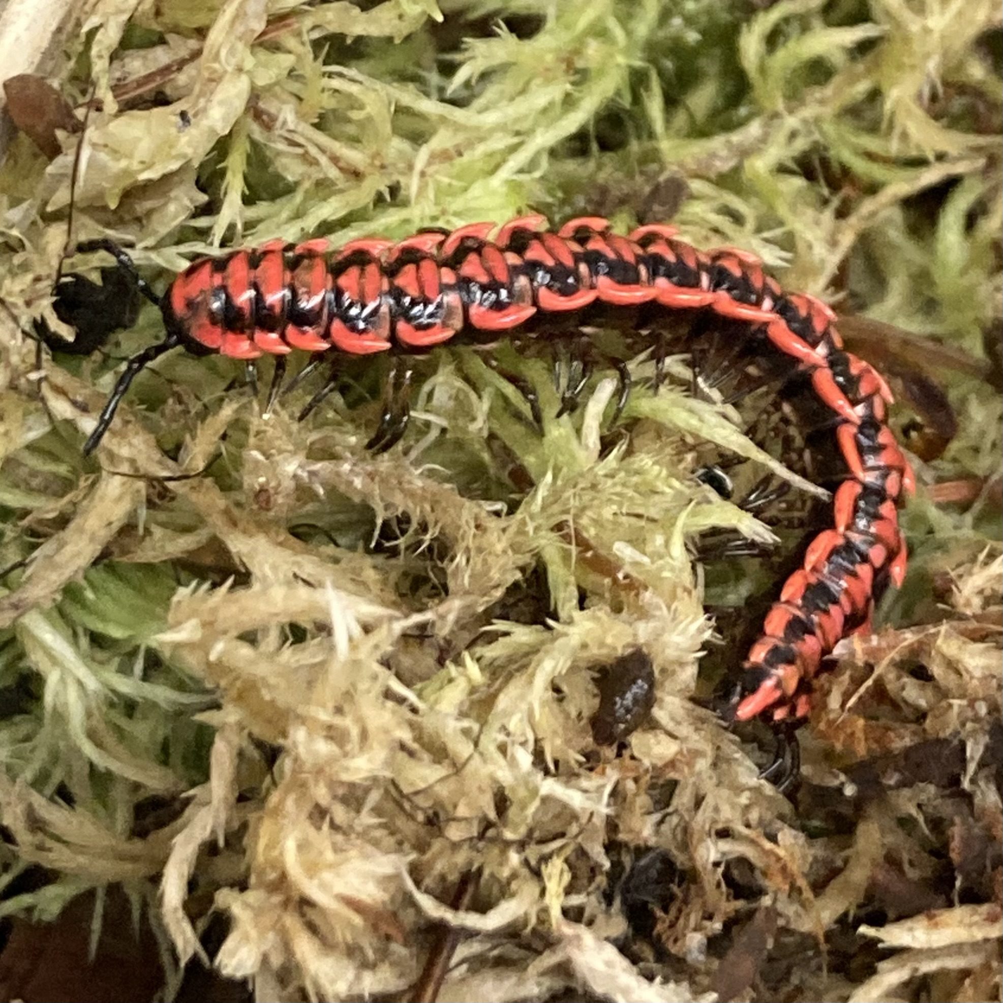 WC Pink Dragon Millipede