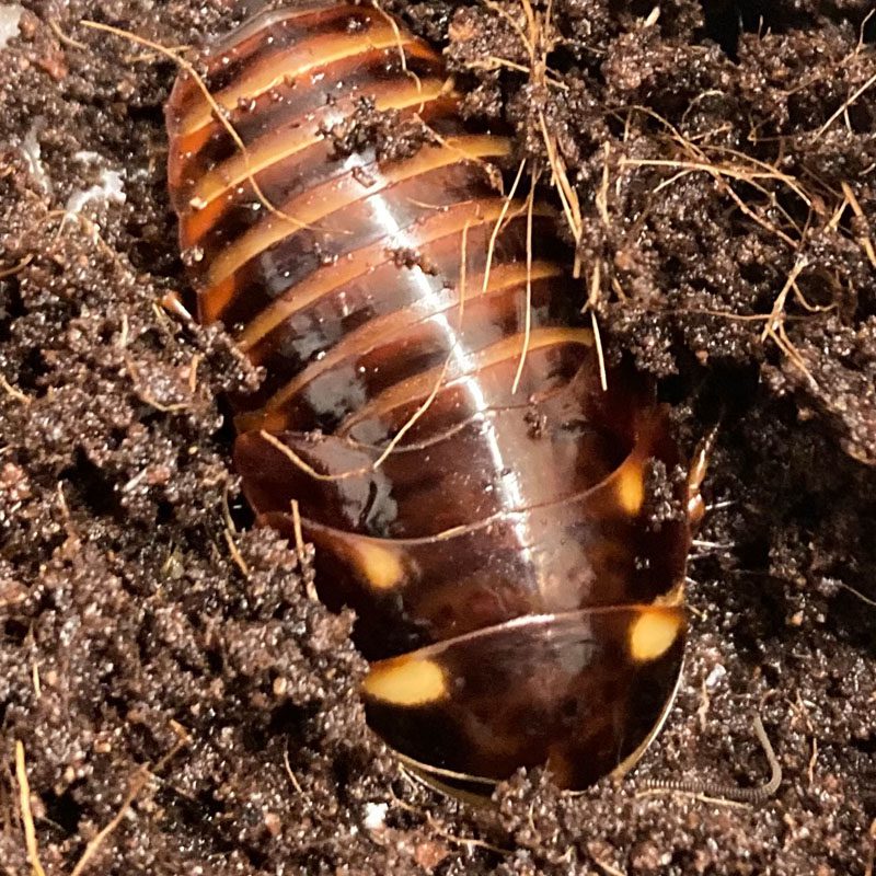 CB Four-Spotted Cockroach
