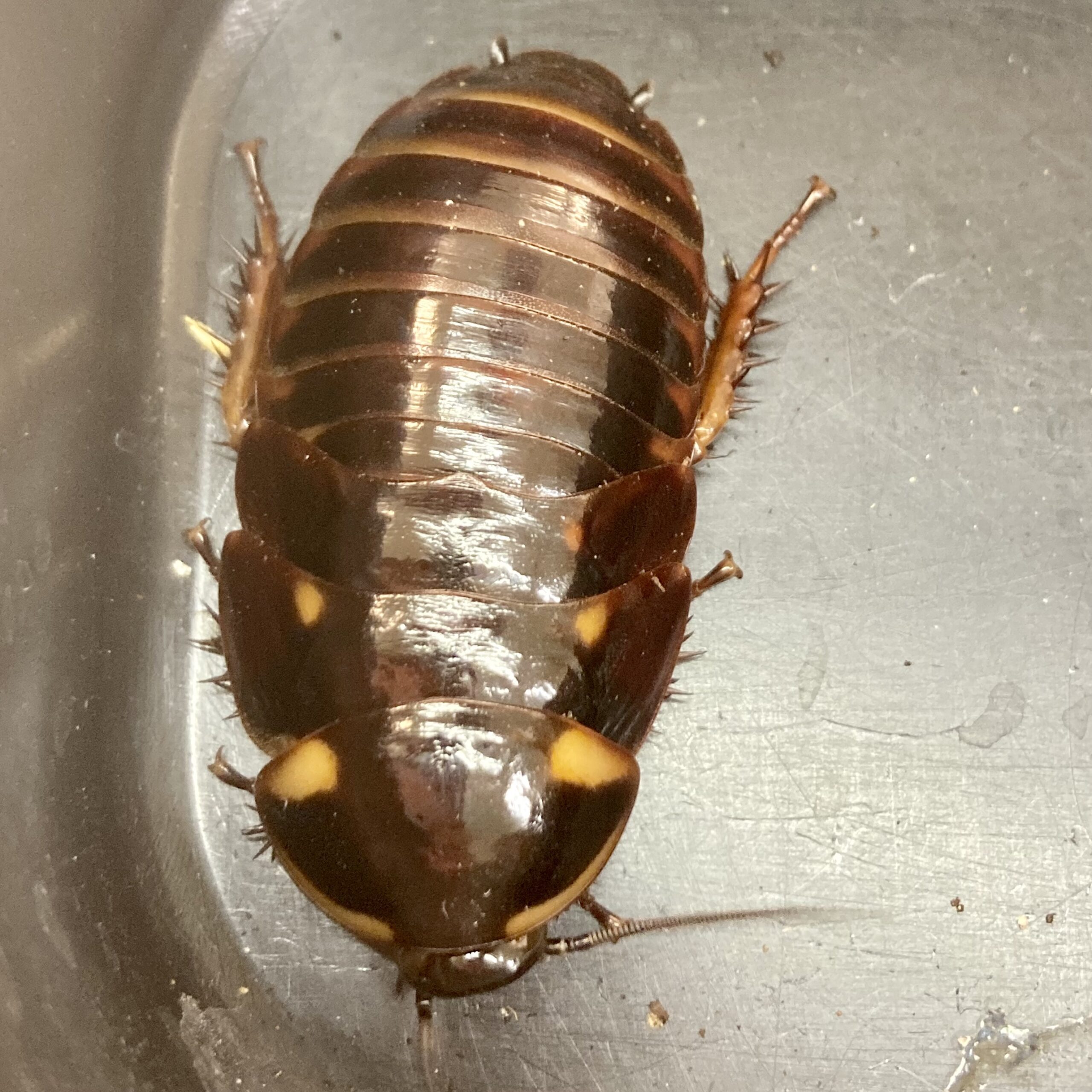 CB Orange Head Cockroach